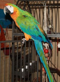 Catalina Macaw Center Tail Feather