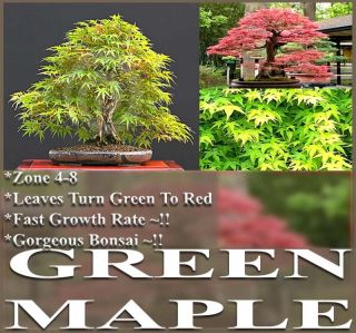 Japanese Green Maple Tree Seeds for Bonsai Landscape