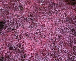 Japanese Maple Red Filigree Lace High Two Year RARE