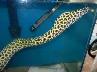 XL Tesselata Eel Live Fish Live Saltwater Fish Fish Tank