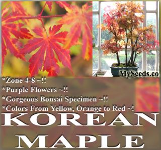 Korean Maple Tree Seeds Bonsai Tree Specimen Gorgeous
