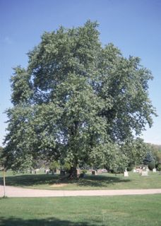 SILVER MAPLE     1 2 FOOT     GREAT SHADE TREE
