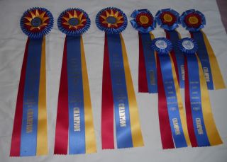 Horse Show Champion Ribbons Lot Eight Champion Ribbons 