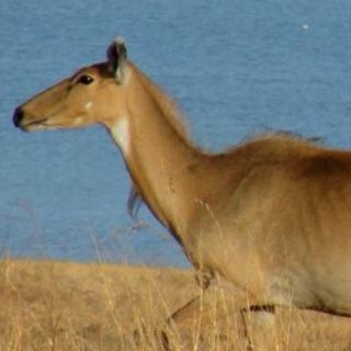 Hunt w 2 Nights Lodging Exotic Safari Hunting Deer Hog Meat Antelope