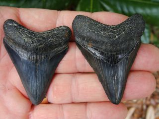 MEGS Georgia River Monster megalodon shark tooth teeth fossil mako