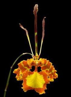 Psychopsis Mendenhall Hildos Orchid Plant