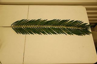 One Dozen (12) Beautiful Cycas Palm Spray Stems 30 inches long