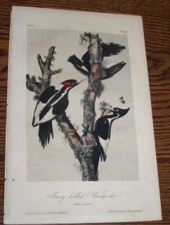 Audubon, Ivory Billed Woodpecker Birds of America