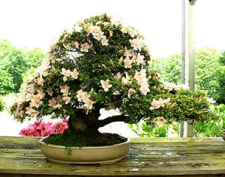 Newly listed Bonsai Tree Specimen Satsuki Azalea Kouzan SAST 504D