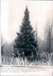 1975 Balsam Fir Christmas Tree Ottawa Natl Forest MI To Capitol Hill