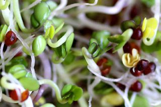 Organic Sprouting Seed contains broccoli, alfalfa, china radish