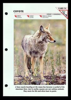 COYOTE WILDLIFE FACT FILE CARD #74 FOLD OUT INFO SHEET