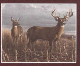 Deer Scenes in Panels Sale $9.95 Wallpaper Border 35