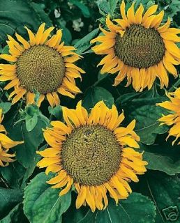 DWARF 2 foot Sunflower Sunspot 40 seeds+1,000 Evening Primrose Seeds