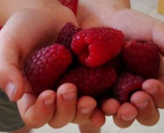 British Columbia Tulameen Raspberry Plant  20 Seeds  Giant Red Sweet