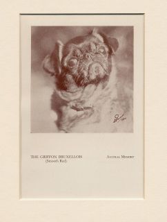 Brussels Griffon Bruxellois Vintage 1934 Dog Print Austral Memory