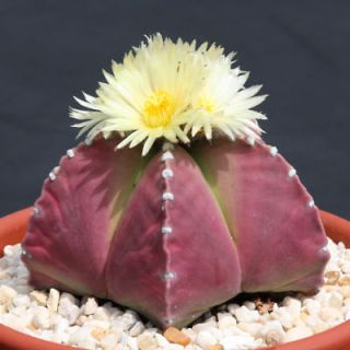 Astrophytum PURPLE nudun, @J@ rare cactus seed 10 SEEDS