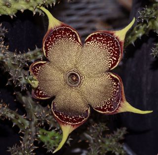 Edithcolea Grandis succulent cactus seeds~Rarest Persian Carpet