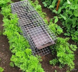 Small Game Live animal cage trap squirrel,mink, Rabbit live catch trap
