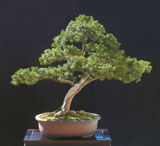 Japanese Yew, Taxus cuspidata capitata, Tree Seeds (Evergreen, Topiary