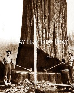 LOGGING CUTTING DOWN A HUGE TREE CROSSCUT SAW AXE LOG LOGGERS PHOTO
