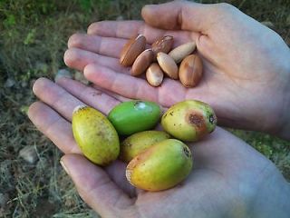 argania spinosa UNESCO protected trees   FRESH argan   seeds for