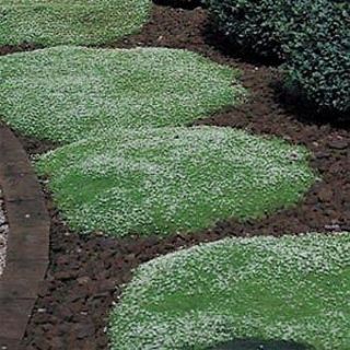 500 Seeds Irish Moss (PERENNIAL) Ground Cover
