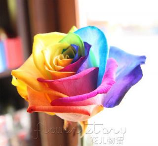 100+ Seeds Rare Holland Rainbow Rose Flower Seed To Your Lover ITEM