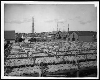 Drying fish,industry,fishing,food,racks,boats,Gloucester,Massachusetts