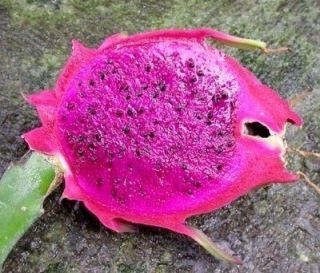purple flesh pitaya exotic edible sweet cactus seed @ 1000 seeds P