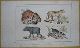 1840 Print Jaguar Cougar Cuati Tapir Paraguay 3