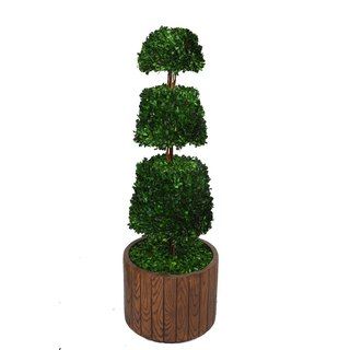 Laura Ashley 49 Tall Preserved Natural Spiral Boxwood Cone Topiary In 16 Fiberstone Planter
