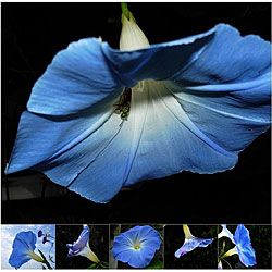 Miette Michie Morning Glory 12 pack Notecards Set