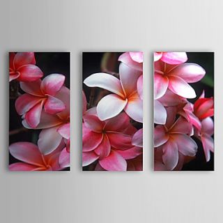 Hand Painted Oil Painting Floral Plumeria Set of 3 with Stretched Frame 1307 FL0166