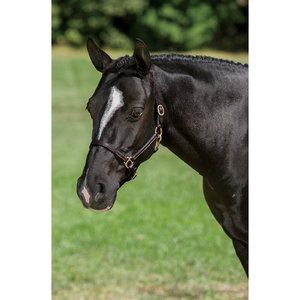Suffolk Stable And Turnout Halter Sm Pony